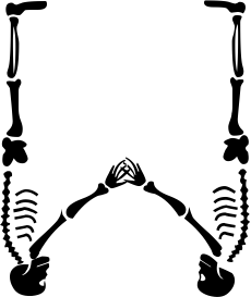 skeleton W
