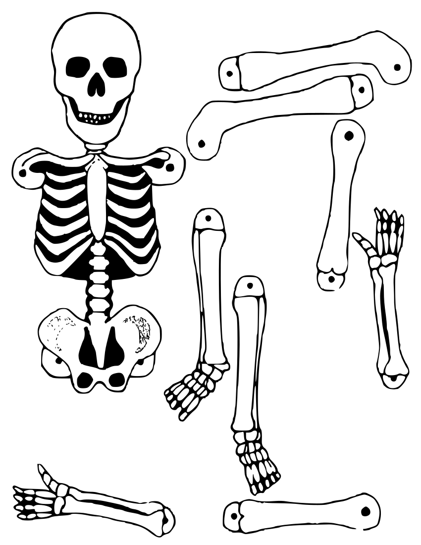 Human Skeleton Cut Out Printable Printable Templates