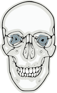 digitized skull