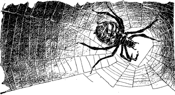 spider in dark web