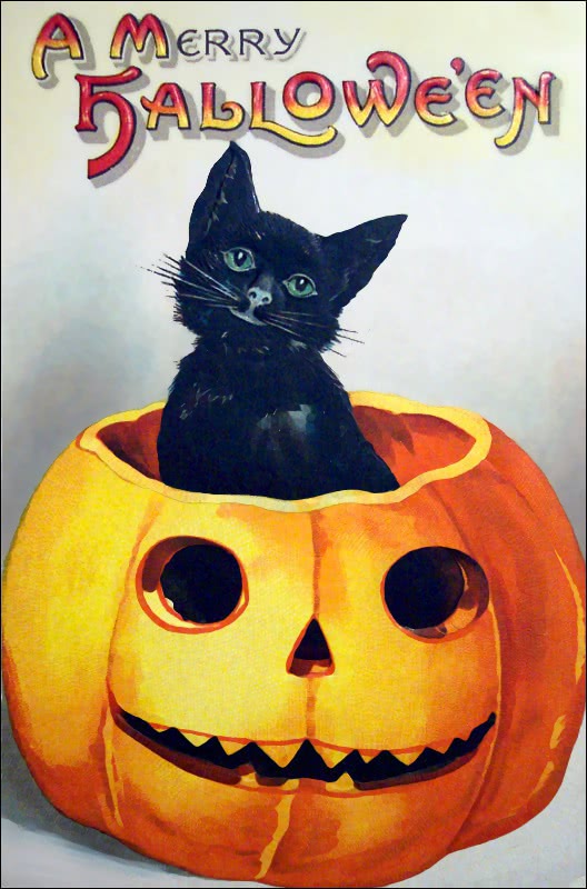 halloween cat in pumpkin