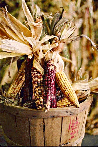 thanksgiving harvest corn