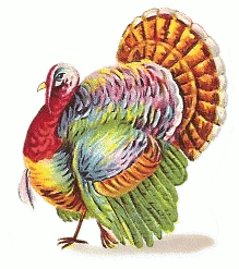 turkey colorful
