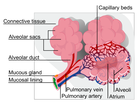 MEDICAL / ANATOMY / BLOOD @ WPClipart