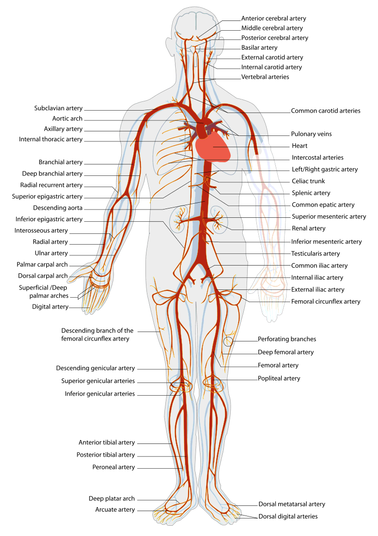 arterial system