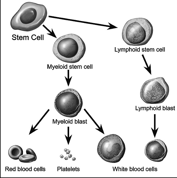 blood cells maturing from stem cells