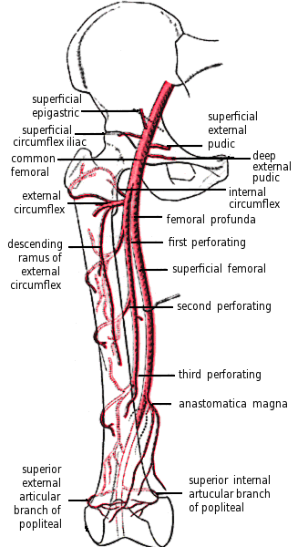 femoral artery and branches in leg