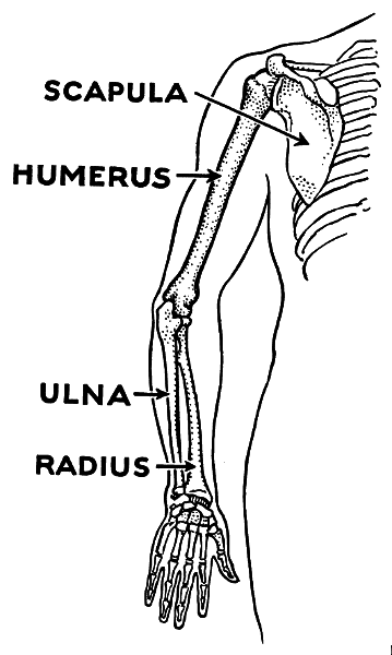 Humerus and arm parts labeled