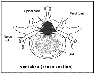 vertebra cross section