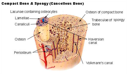 structure of compact and spongy bone