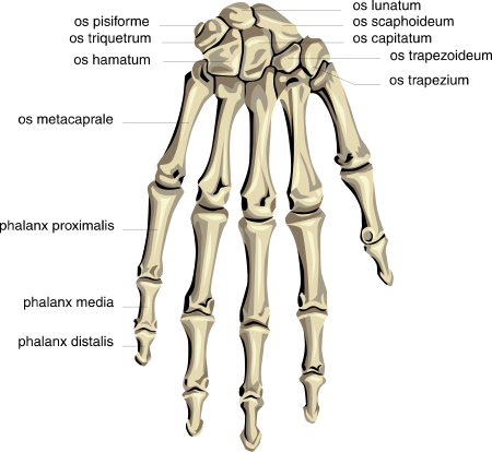 anatomy hand bones