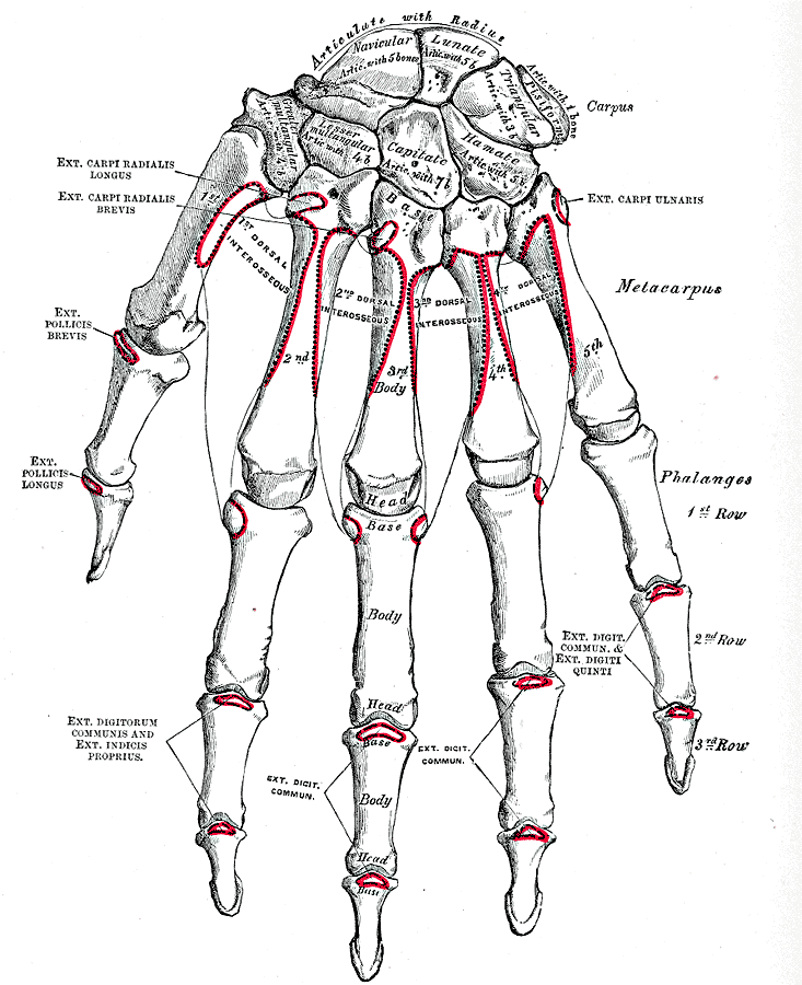 hand bones detailed