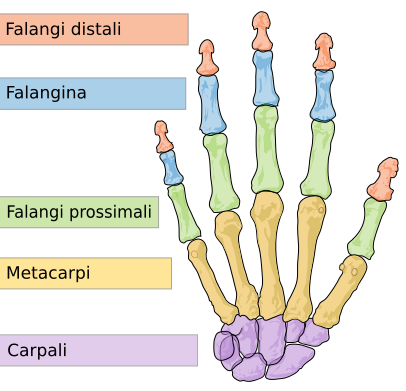 human hand bones Italian