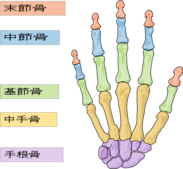 human hand bones Japanese