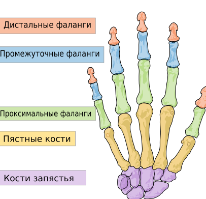 human hand bones Russian