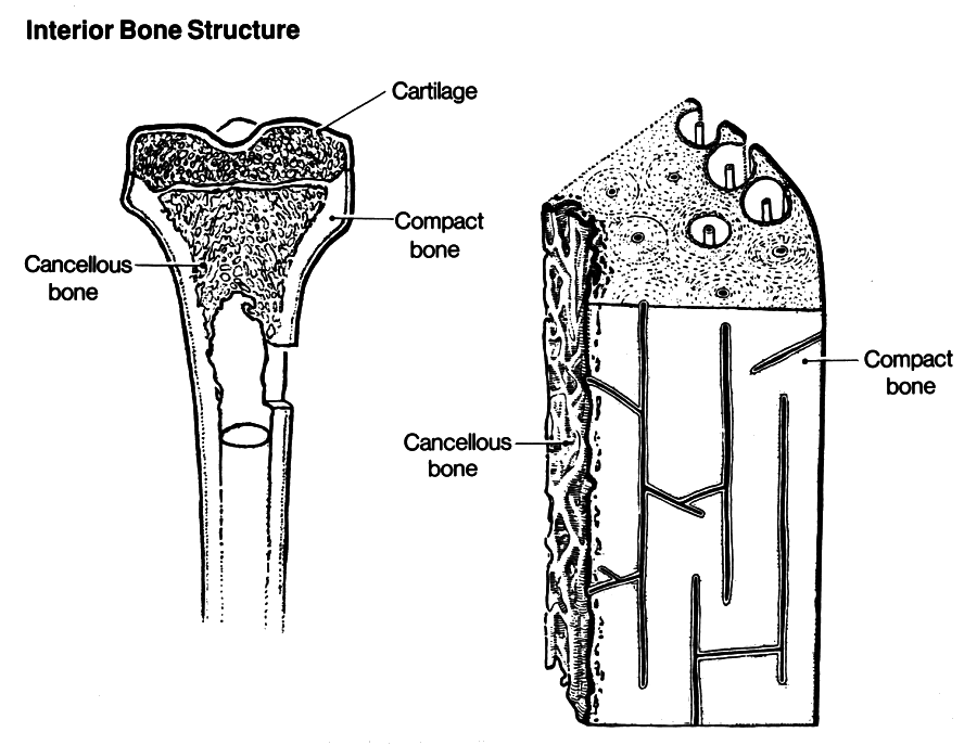 interior bone structure