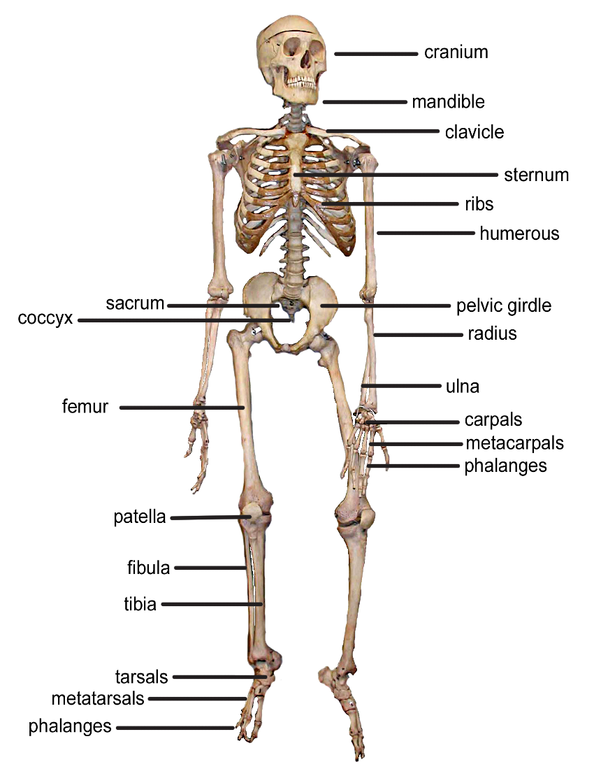 skeleton bones front