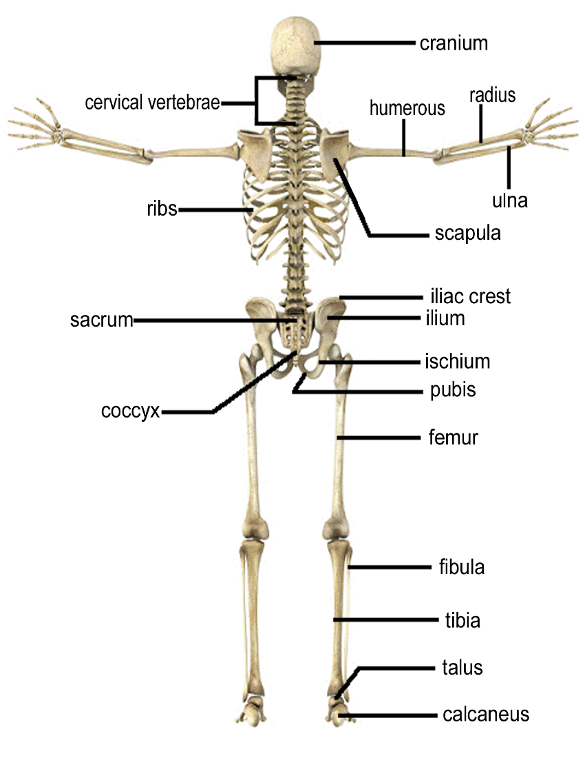 skeleton bones rear