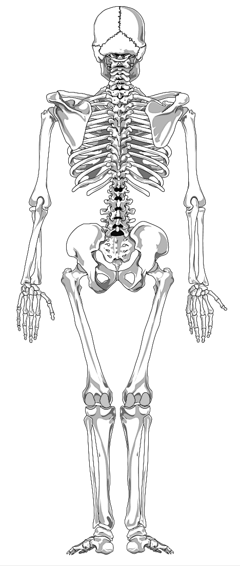 Human skeleton back full page BW