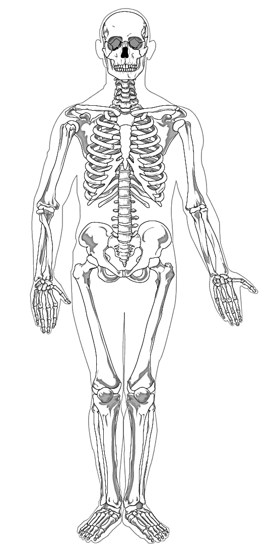 Human skeleton full page BW