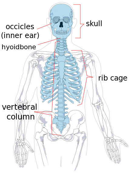 axial skeleton diagram