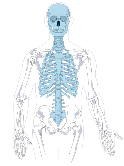 axial skeleton diagram no labels