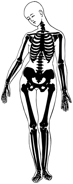 skeletal structure woman