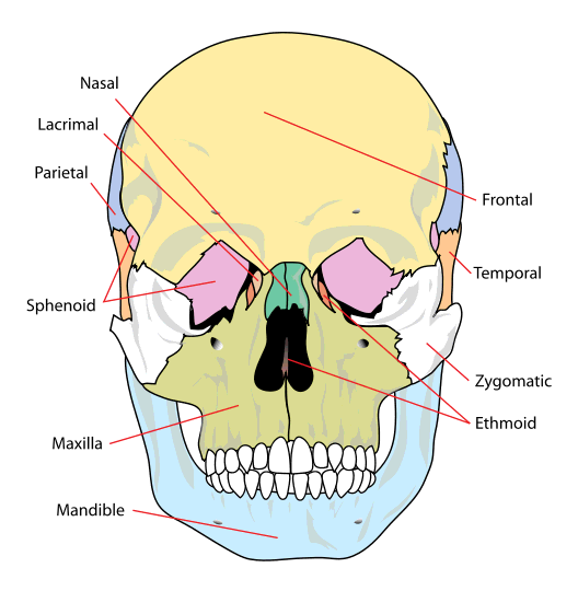 Human skull front simplified