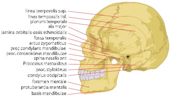 Human skull side details