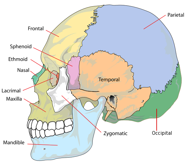Human skull side simplified bones
