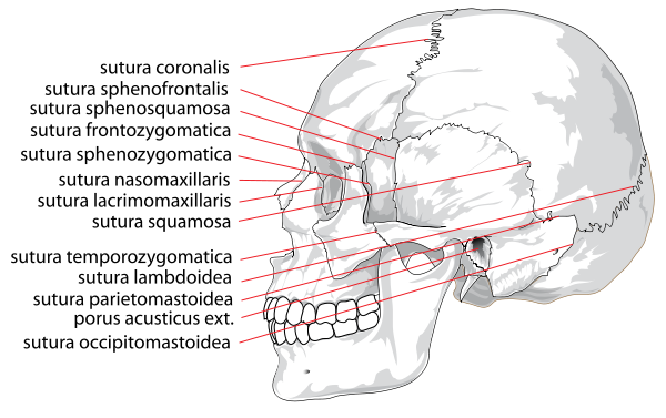 Human skull side suturas