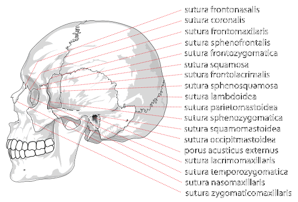Human skull side suturas right