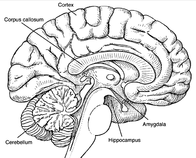 brain areas affected by drinking