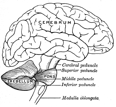 cerebrum