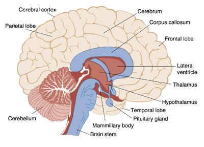 schematic of human brain