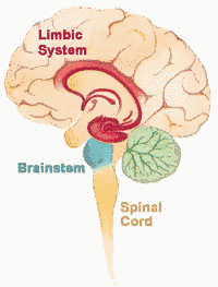 Brain limbic system