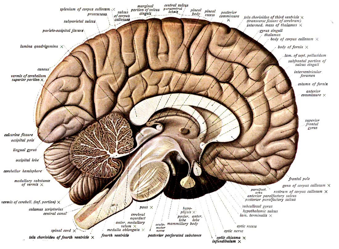 brain human gross anatomy