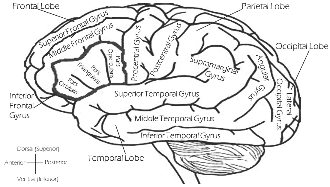 brain labeled