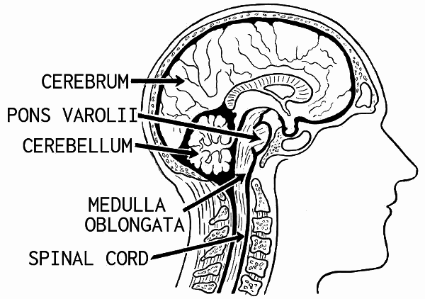 brain diagram 2