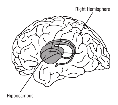brain hippocampus