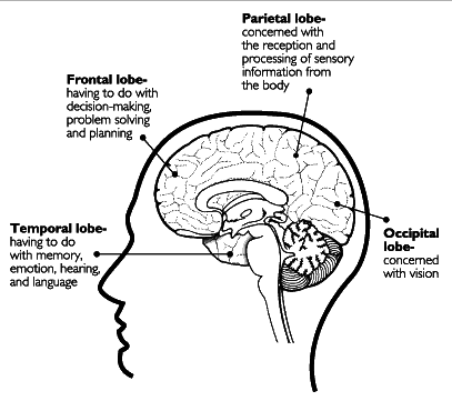 lobes of cerebral cortex and functions