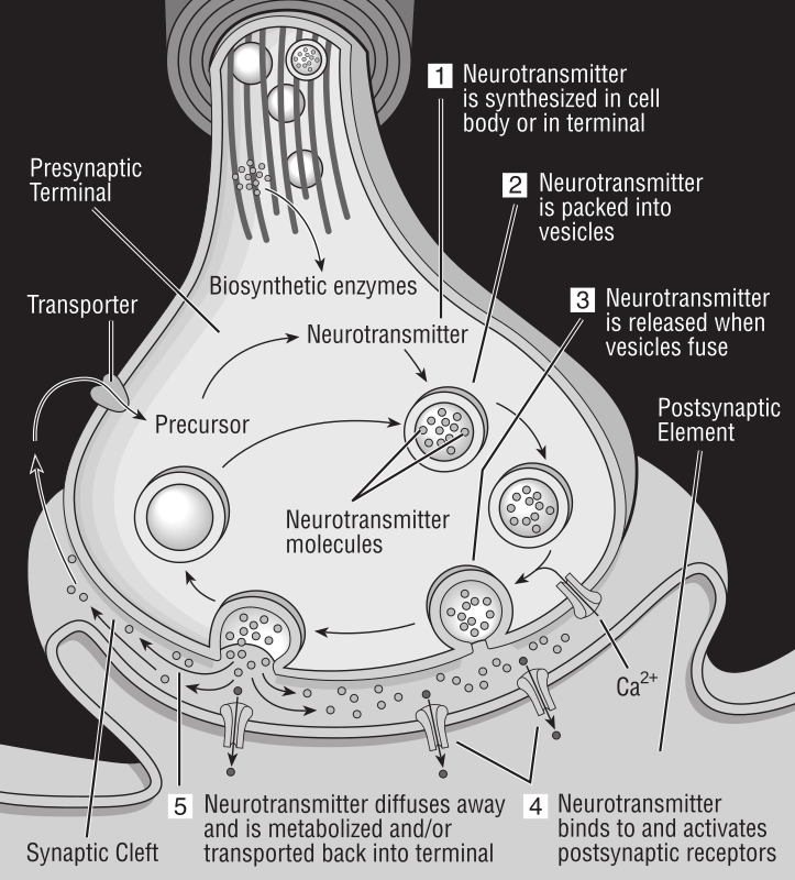 synapse diagram