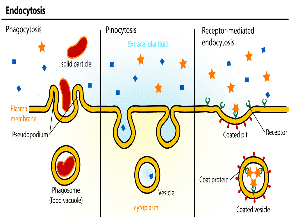 Endocytosis types full page