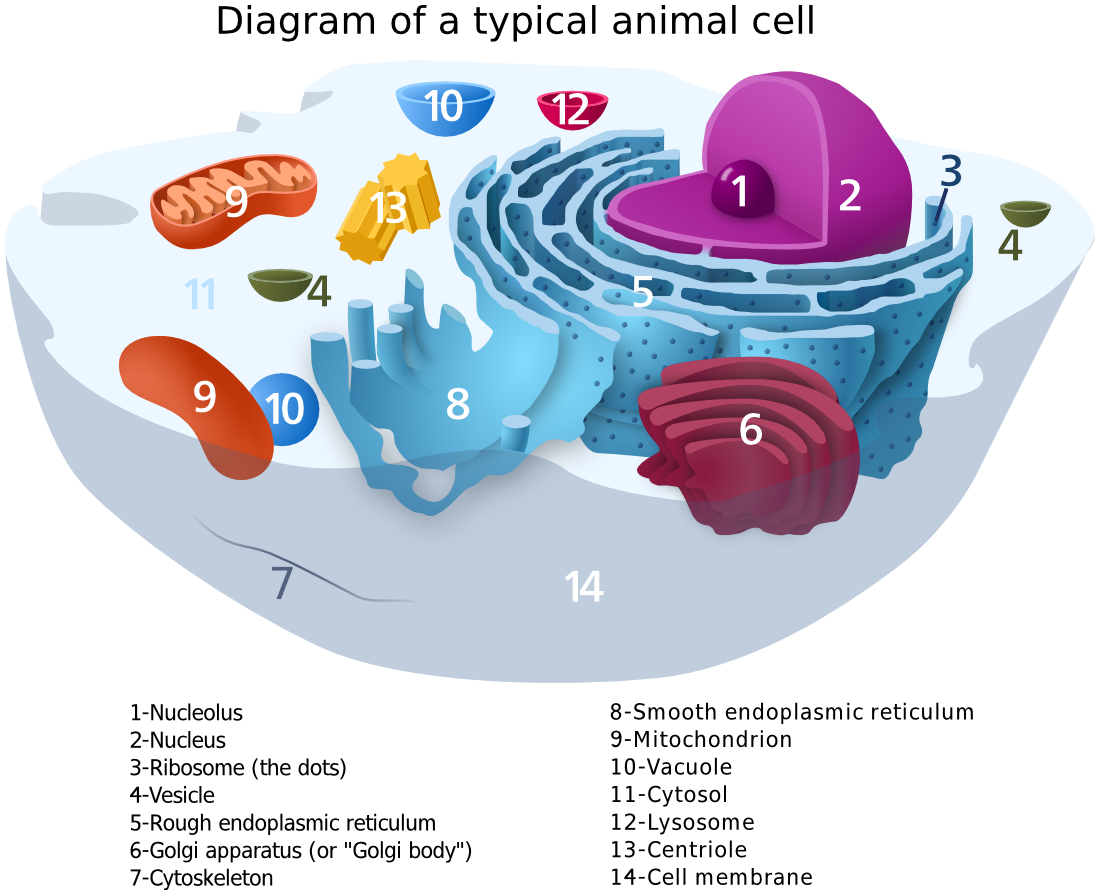 Animal Cell diagram label