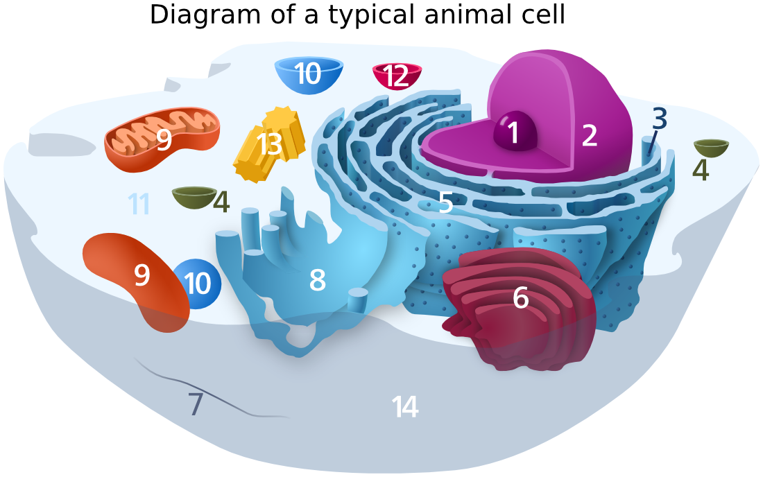 Animal Cell diagram numbered