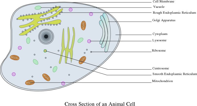 Animal Cell labelled