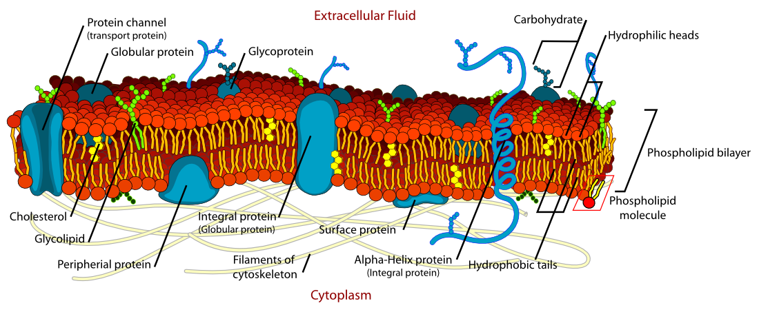 Cell membrane detailed diagram