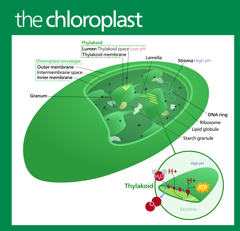 Chloroplast with border