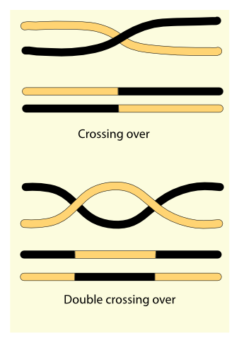 Crossover genes