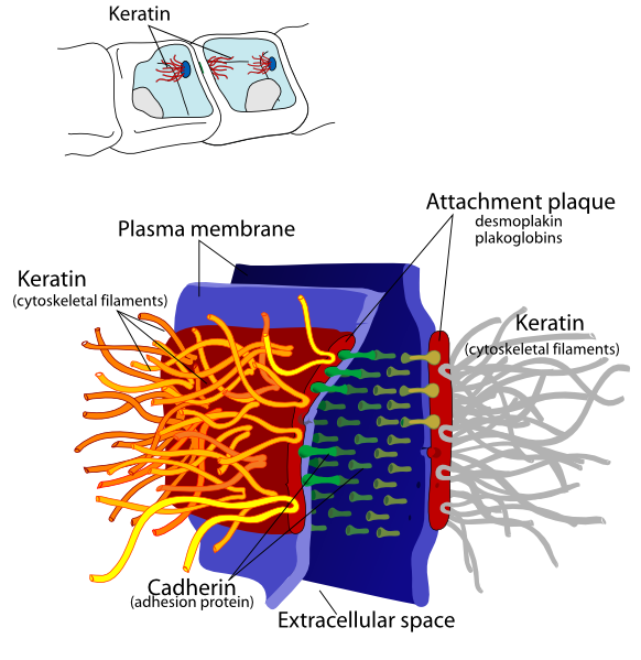 Desmosome cell junction